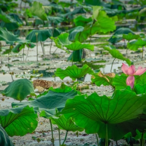 逃离穹顶之下,走进龙井茶山